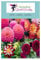 Dahlia 50 Samen- Dahlie Mischung - 4 Sorten in einem Paket