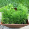 50 Pcs Fenchelsamen Bio - Fenchel Pflanze Samen, Heilkräuter Samen, Gemüsesamen Balkon Fenchelsamen Saatgut, Wintergemüse Samen, Kräuterpflanzen Kräutergarten Geschenk, Küchenkräuter