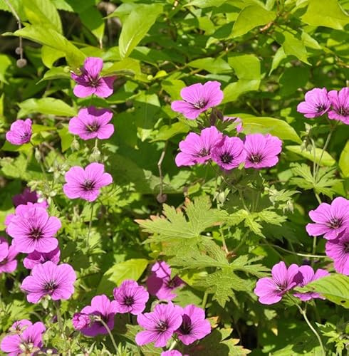 Schwarzäugiger Storchschnabel Dragon Heart - Geranium psilostemon - lebende Gartenpflanze aus den Baumschulen