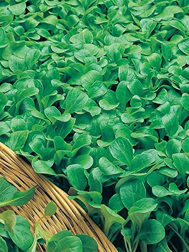 NO-GMO 450 Semi, Chinese Little Greens, Baby Pak Choi Orto Vegetale Microgreens Semi di Heirloom Seeds