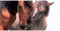 Postkarte Pferde 23x11 cm