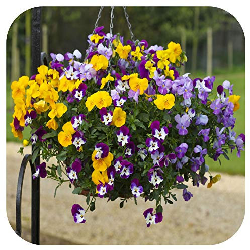 Pansy Freefall F1 Mixed Mini Plug Plants x 24 for Potting On.