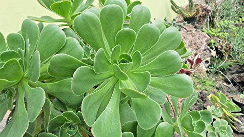 Generic Aeonium Arboreum Sukkulente 10grams: Only seeds