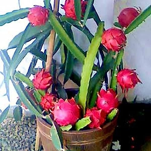 lamphle 100 Unids Color Mezclado Pitaya Semillas Deliciosa Fruta Bonsai Planta Hogar Jardín Decoración Flor Árbol Frutal Semillas Vegetales Semillas de pitaya