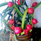 lamphle 100 Unids Color Mezclado Pitaya Semillas Deliciosa Fruta Bonsai Planta Hogar Jardín Decoración Flor Árbol Frutal Semillas Vegetales Semillas de pitaya