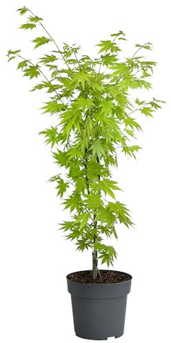 Dehner Japanischer Goldahorn Jordan, Acer shirasawanum, breit-rundlicher Wuchs, 50-60 cm exkl. Pflanztopf, 3 l Topf, Zierahorn
