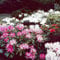Plant World Seeds - Rhododendron Yakushimanum Hybrids Seeds: Only seeds