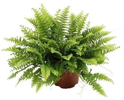 Nephrolepis Boston Green – Bostonfarn – Zimmerpflanze – Ø12cm – 20cm – Luftreinigende Hängepflanze für Innenräume – Pflegeleichter Farn für Wohnzimmer, Schlafzimmer & Büro