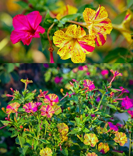 Wunderblume 10 Samen, mirabilis