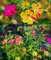 Wunderblume 10 Samen, mirabilis