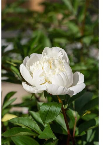 Paeonia officinalis 'Alba Plena' - Bauern-Pfingstrose 'Alba Plena' - 11cm Topf