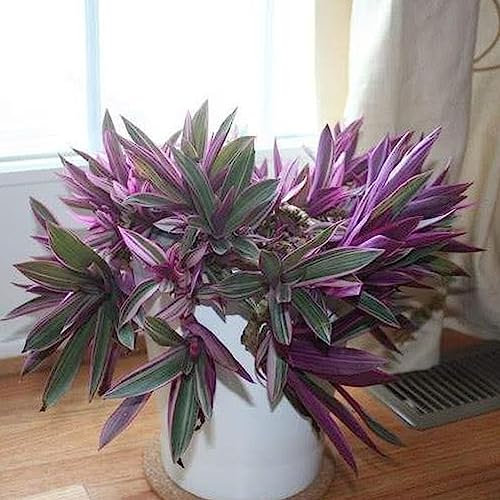 lamphle 50 Pz Tradescantia Spathacea Semi Tropicale Sempreverde Perenne Fogliame Ornamentale Pianta Rhoeo Piantine per Cortile Fiore Albero da Frutto Verdura Semi di Erba Seme