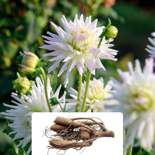 1 Dahlia Cactus Shooting Star – Stunning Snowy White Blooms – Perennial Summer Flowering Bulb – Perfect for Enhancing Your Garden – Adapted for UK Climate Conditions