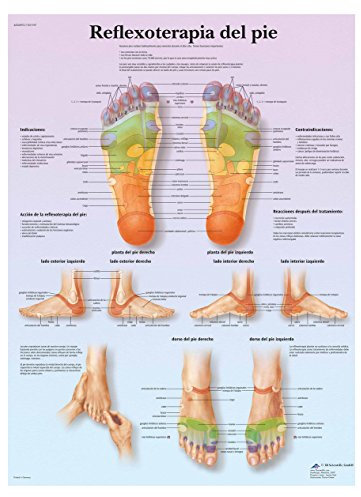 3B Scientific VR3810UU Impreso En Papel, Refle x oterapia Plantar