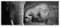 ge Bildet Bild auf Leinwand | Elefanten - schwarz weiß in 120x50 cm als Panorama Wandbild XXL | Wand-deko Dekoration Wohnung modern Bilder | 1084