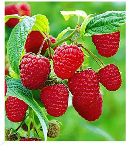 BALDUR Garten Rote Himbeeren TwoTimer® Sugana®, 3 Himbeerpflanzen, Rubus idaeus, winterhart, pflegeleicht, Wasserbedarf gering, reiche Ernte an essbaren Früchten, robuste Pflanze