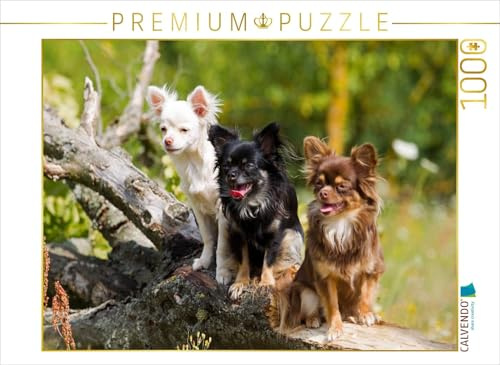 CALVENDO Puzzle EIN Motiv aus dem Kalender Chihuahuas - kleine Herzensbrecher | 1000 Teile Lege-Größe 64 x 48 cm Foto-Puzzle für glückliche Stunden