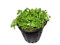 Hemianthus callitrichoides 'Cuba' - Kuba Zwergperlkraut, Wasserpflanzen