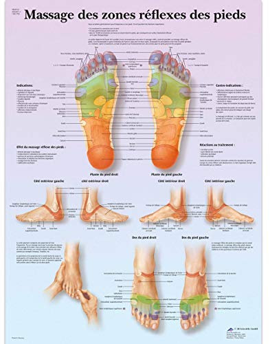 3B Scientific Modèle Anatomique Massage des Zones Réflexes