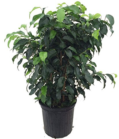 Wintergreen Weeping Fig Tree - Ficus - Great Indoor Tree for Low Light - 8 Pot