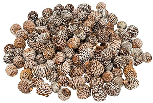 NaDeco Muirii-Zapfen in Natur, Größe ca. 3-5 cm, 0,5kg | Leucadendron muirii | Schmuckzapfen | Tannenzapfen | Dekozapfen | Weihnachtsdeko | Adventsdeko