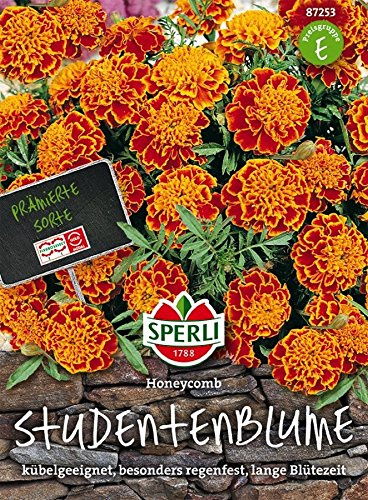 Studentenblume, Honeycomb