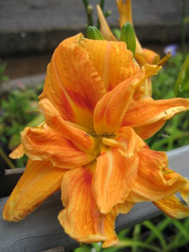 Staudenkulturen Wauschkuhn Hemerocallis fulva 'Kwanso' - 11er- Taglilie - Staude im 11cm Topf