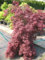 roter japanischer Schlitzahorn Acer palmatum Dissectum Garnet 60-80 cm breit im 10 Liter Pflanzcontainer