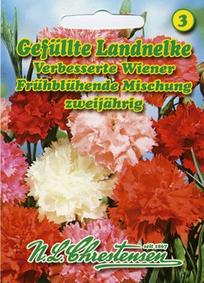 Landnelke Wiener frühblühende Mischung Dianthus caryophyllus
