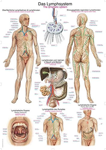 LehrtafelDas Lymphsystem, 50x70cm