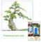 Chinese Elm Bonsai (Chinesische Ulme) Baumsamen Bonsai Samen 30 Stück / 1 Profi-Pack