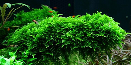 Mousse de Noël – Vesicularia Montagnei – (4 x 6 cm) – Live Plante pour aquarium