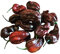 Habanero Chokolate 10 Samen (Ultrascharfe und seltene Chili)