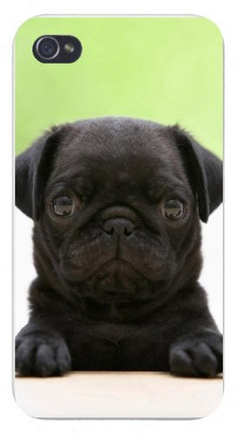 Hat Shark Apple Iphone Custom Case 4 4S White Plastic Snap On - Pug Squished Nose Puppy Dog