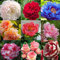 Portal Cool Genuine Bonsai Azaleen - - Simsii Samen Rhododendron Mix-Color 100 Samen 100%