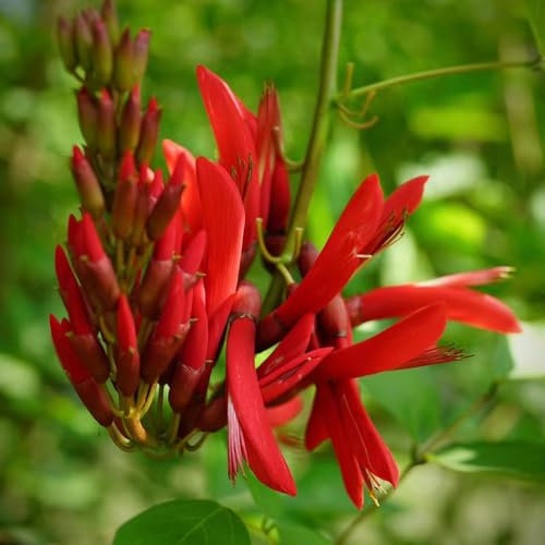 10 pcs Korallenbaum zimmerpflanze samen - ausgefallene geschenke bienen wiese,Erythrina variegata, blumen deko winterharte pflanzen für garten gewächshaus balkon gartenblumen pflanzen
