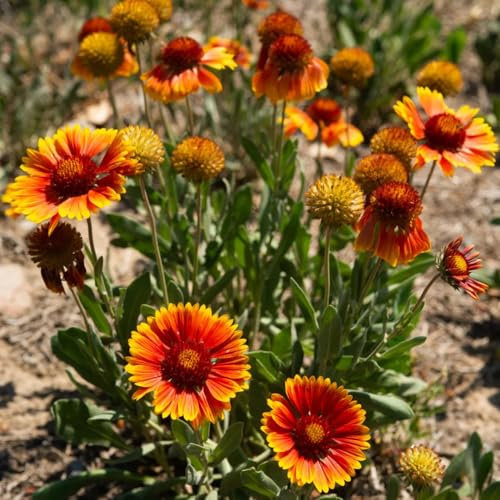 600 piezas Semillas de Gaillardia, Gaillardia Pulchella, planta de semillas de bonsái Flores de escarapela Gaillardia, abejas prado balcón plantas resistente planos del prado de mariposas