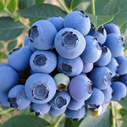 Oce180anYLVUK Blaubeersamen, 30 Stück Beutel Blaubeersamen Gemäßigtes Klima Trockenheitstoleranz Dunkelblau Ausgezeichnete Fruchtsamenproduktion Für Den Garten Blaubeersamen