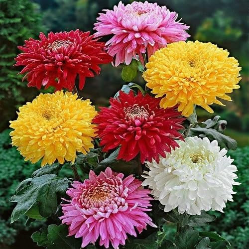 70pcs of Chrysanthemum Flower Seeds