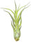 Tillandsia caput medusae ca. 18 cm hoch