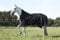 time4horses 1200Denir High Neck Regendecke Paddockdecke Stalldecke Weidedecke