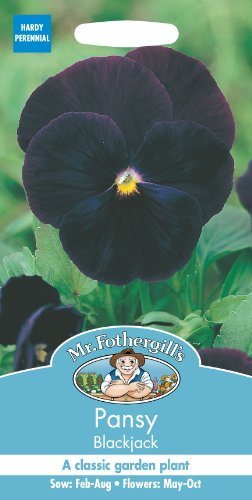 Mr Fothergills - Pictorial Packet - Flower - Pansy Blackjack - 75 Seeds