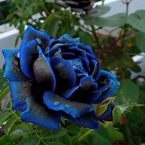 Benoon Rosensamen, 20 Stück/Beutel Rosensamen Süß Einfach Zu Pflanzen Blau Mehrjährige Pflanze Bonsai Blumen Samen Für Den Garten 20 Stück Blue Rose Seeds