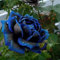Benoon Rosensamen, 20 Stück/Beutel Rosensamen Süß Einfach Zu Pflanzen Blau Mehrjährige Pflanze Bonsai Blumen Samen Für Den Garten 20 Stück Blue Rose Seeds