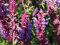 Hain Salbei Samen (lat. Salvia nemorosa) -Ideal als Gewürz & Küchen Kräuter - Salbei Saatgut für Balkon, Hochbeet & Graten säen - Winterharte Mehrjährig Salbei Pflanze (Hain Salbei)