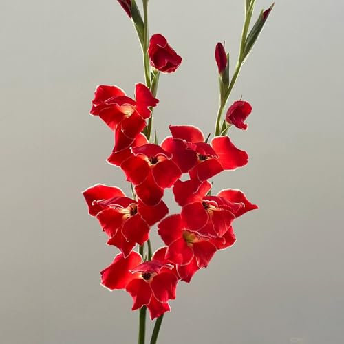 6 pcs gladiolen zwiebeln winterhart, Gladiolus, blumendeko gartenpflanzen bonsai gladiolen knollen blumenzwiebeln zwiebel frühblüher wildblumen zimmer deko blumen für garten balkonblumen