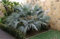 Brahea armata- 25 Samen - Blau Hesperiden Palm -hardy!
