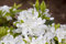 Rhododendron obtusum 'Palestrina' 20-25 cm - Azalee, weiße Blüten, Blütezeit April-Mai, ideal für Kübel und Rabatten, winterhart und pflegeleicht