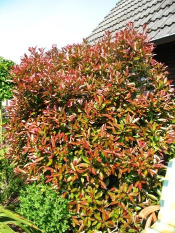 immergrüne Glanzmispel Photinia fraseri Red Robin 80-100 cm hoch im 7,5 Liter Pflanzcontainer
