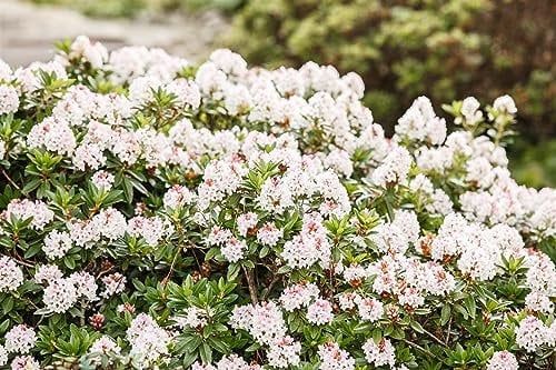 Rhododendron 'Bloombux'® 2 Liter Topf 25-30 cm, winterhart, im Topf gewachsen, deutsche Baumschulqualität